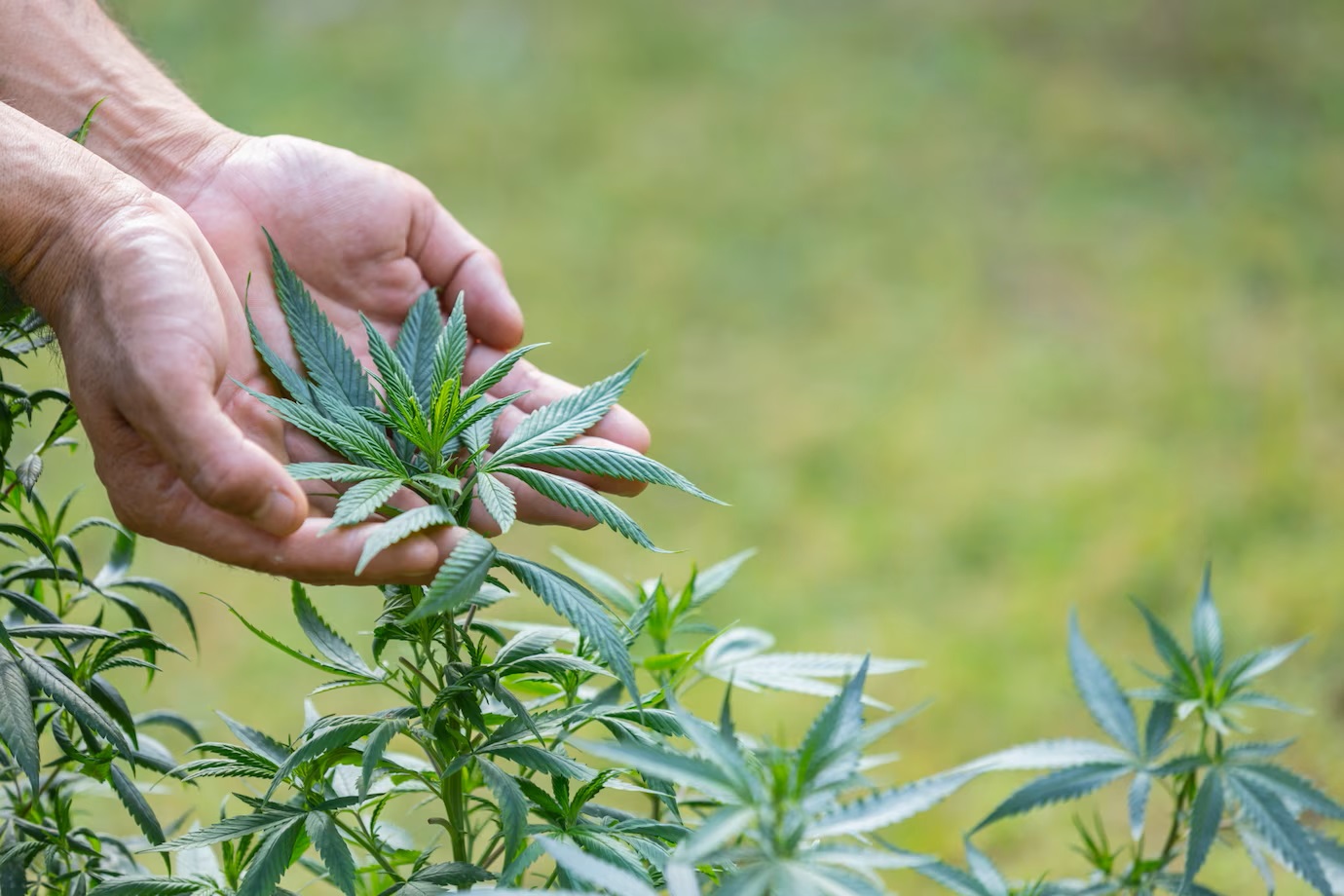 How-to-choose-a-vaporiser-for-medicinal-marijuana-in-Australia