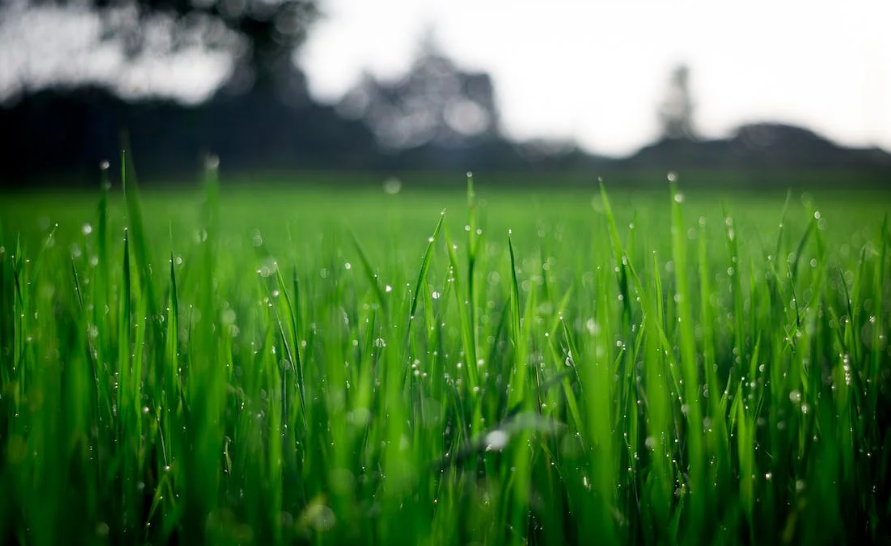 artificial grass sydney